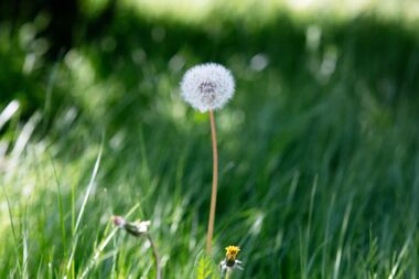 Pusteblume